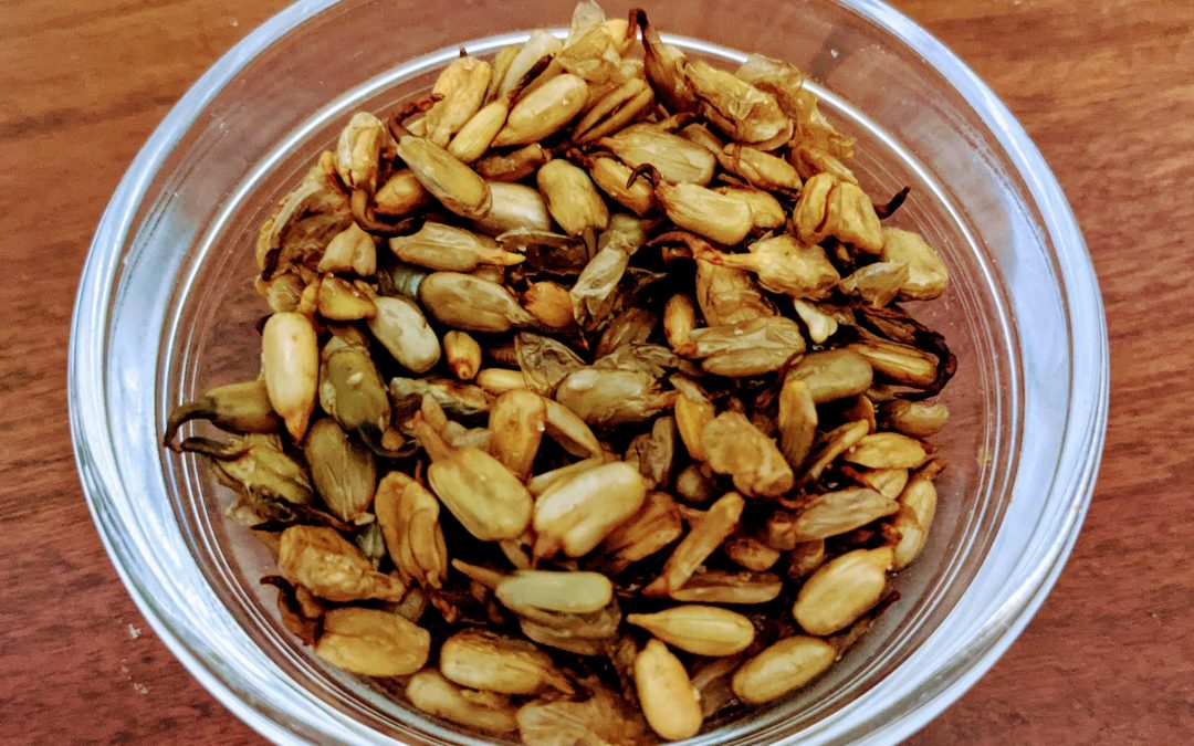 Sprouting and Roasting Sunflower Seeds